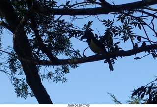 77 a0e. Iguazu Falls - Devil's Throat - bird