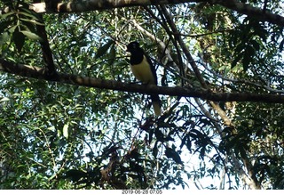 78 a0e. Iguazu Falls - Devil's Throat - bird