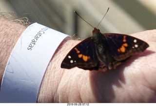 98 a0e. Iguazu Falls - Devil's Throat - butterfly