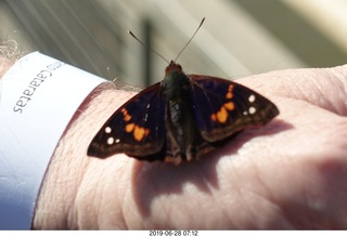 99 a0e. Iguazu Falls - Devil's Throat - butterfly