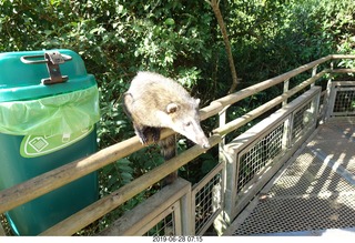101 a0e. Iguazu Falls - Devil's Throat - coati