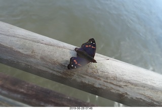 191 a0e. Iguazu Falls - Devil's Throat - butterly