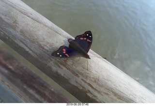 192 a0e. Iguazu Falls - Devil's Throat - butterfly