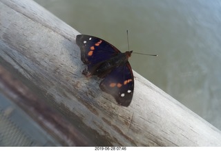 194 a0e. Iguazu Falls - Devil's Throat - butterfly