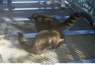 201 a0e. Iguazu Falls - Devil's Throat - coatis