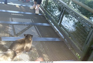 202 a0e. Iguazu Falls - Devil's Throat - coati