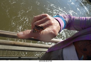 208 a0e. Iguazu Falls - Devil's Throat - butterfly