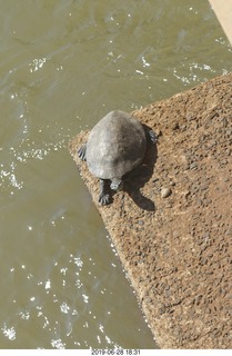 212 a0e. Iguazu Falls - Devil's Throat - turtle