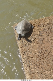 213 a0e. Iguazu Falls - Devil's Throat - turtle