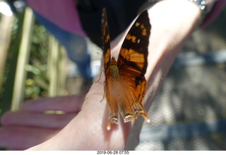 217 a0e. Iguazu Falls - Devil's Throat - butterfly