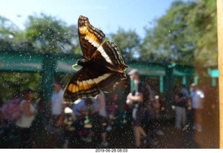 222 a0e. Iguazu Falls - Devil's Throat - butterfly