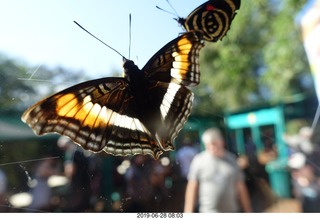 224 a0e. Iguazu Falls - Devil's Throat - butterfly