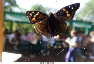 229 a0e. Iguazu Falls - Devil's Throat - butterfly