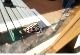 233 a0e. Iguazu Falls - Devil's Throat - butterfly