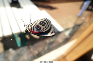 234 a0e. Iguazu Falls - Devil's Throat - butterfly