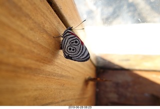 237 a0e. Iguazu Falls - Devil's Throat - butterfly