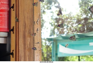 239 a0e. Iguazu Falls - Devil's Throat - butterfly