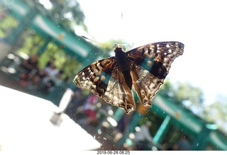 242 a0e. Iguazu Falls - Devil's Throat - butterfly