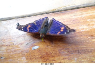 246 a0e. Iguazu Falls - Devil's Throat - butterfly