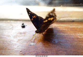 249 a0e. Iguazu Falls - Devil's Throat - butterfly