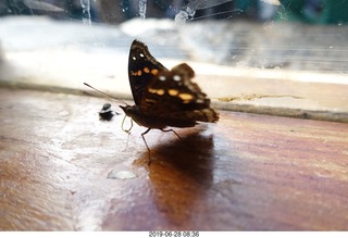 251 a0e. Iguazu Falls - Devil's Throat - butterfly