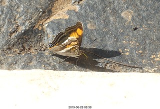 252 a0e. Iguazu Falls - Devil's Throat - butterfly