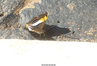 253 a0e. Iguazu Falls - Devil's Throat - butterfly