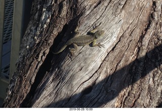 293 a0e. Iguazu Falls - lizard