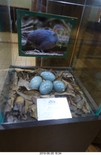 446 a0e. Iguazu Falls Macuco Boat Safari drive back - eggs