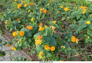 11 a0e. flowers and butterfly