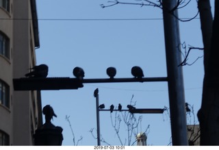 63 a0f. Chile - Santiago tour - pigeons