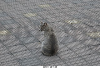 40 a0f. Peru - Lima run - cat