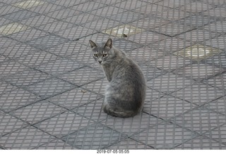 41 a0f. Peru - Lima run - cat