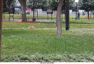 43 a0f. Peru - Lima run - cat