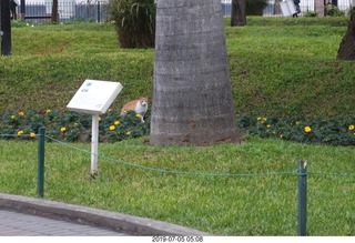 48 a0f. Peru - Lima run - cat