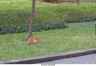 49 a0f. Peru - Lima run - cat