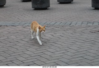 50 a0f. Peru - Lima run - cat