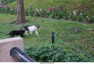 69 a0f. Peru - Lima run - cats