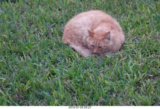 85 a0f. Peru - Lima run - cat