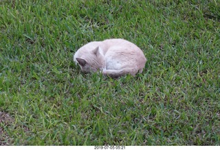 86 a0f. Peru - Lima run - cat