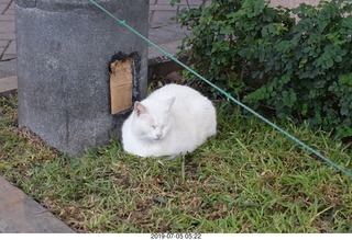 87 a0f. Peru - Lima run - cat