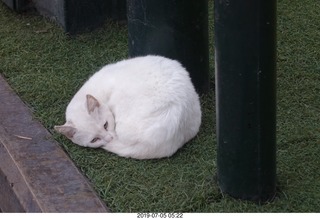 88 a0f. Peru - Lima run - cat