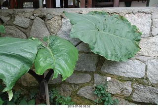 260 a0f. Peru - walk to bus - giant prehistoric leaves