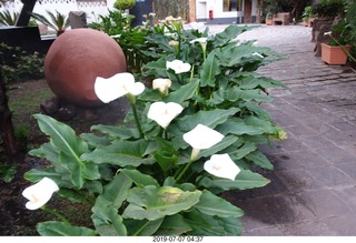 2 a0f. Peru - Aranwa Sacred Valley hotel - flowers
