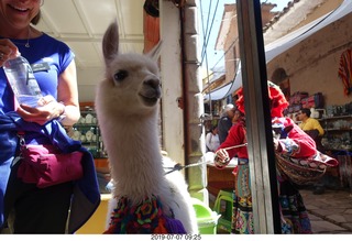109 a0f. Peru - drive to cusco - market - llama