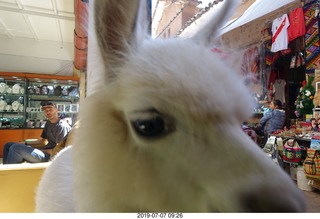 119 a0f. Peru - drive to cusco - market - llama - up close