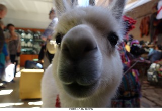 120 a0f. Peru - drive to cusco - market - llama - up really close