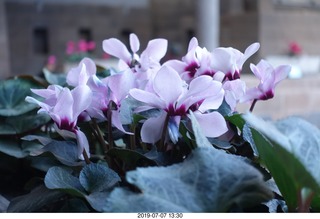 405 a0f. Peru - Cusco - flowers