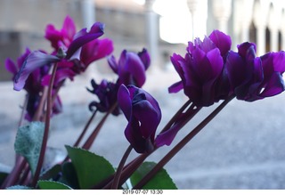 406 a0f. Peru - Cusco - church - flowers