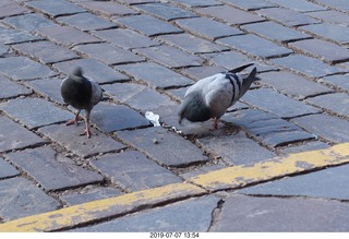 470 a0f. Peru - Cusco - drive to hotel - pigeons